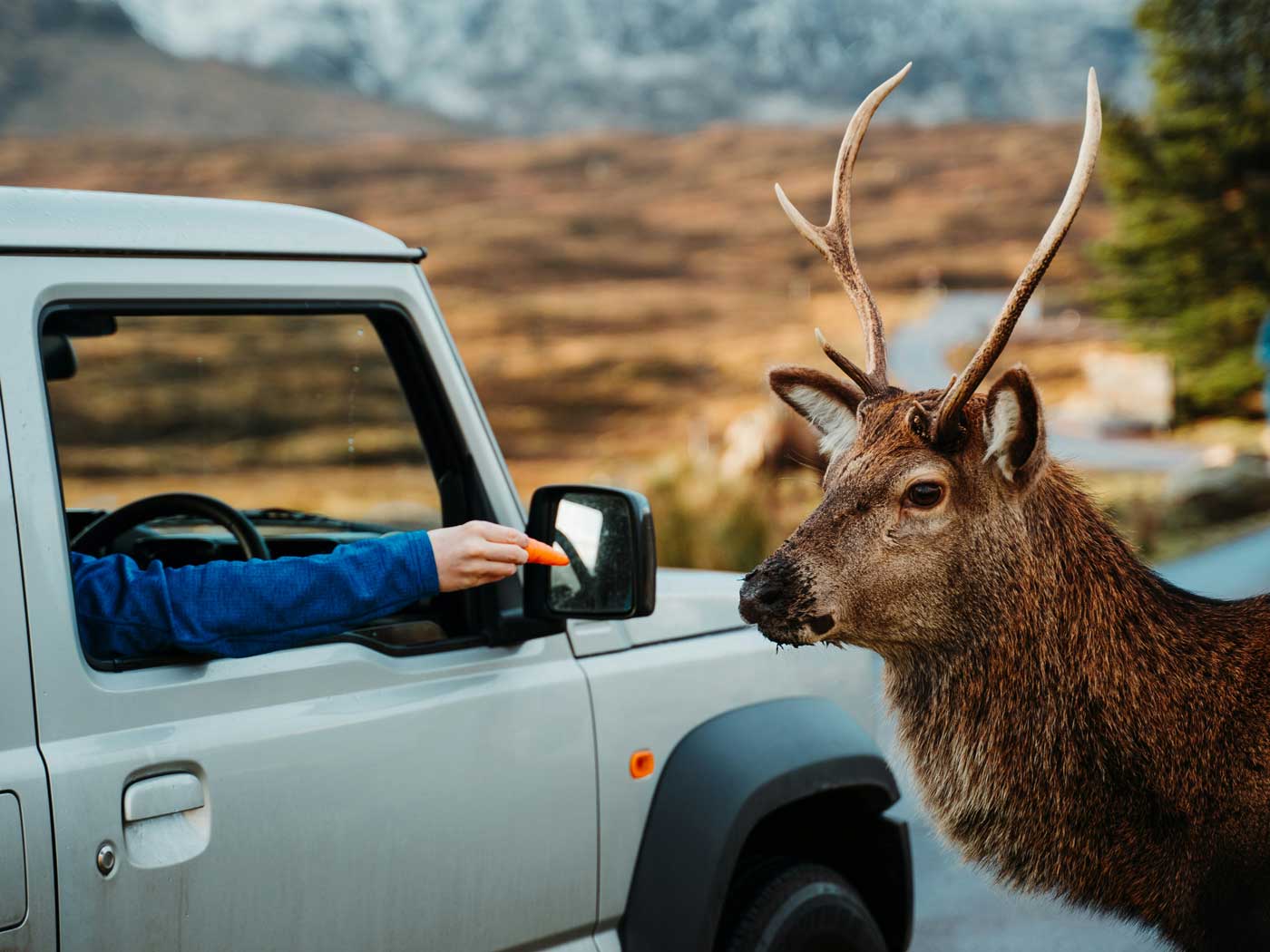 Deer standing by the roadside