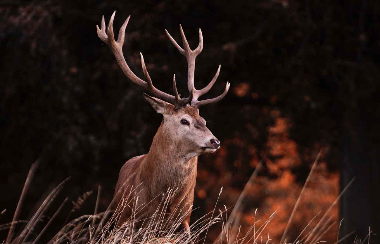Red deer stags photographed at Glen Dessary