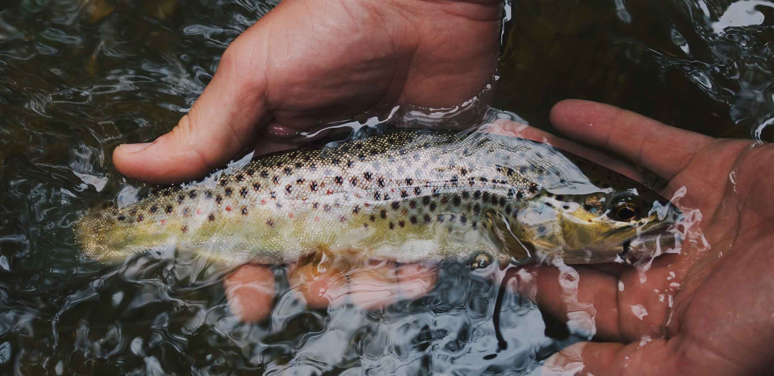Fly fishing the rivers at Glen Dessary Estate