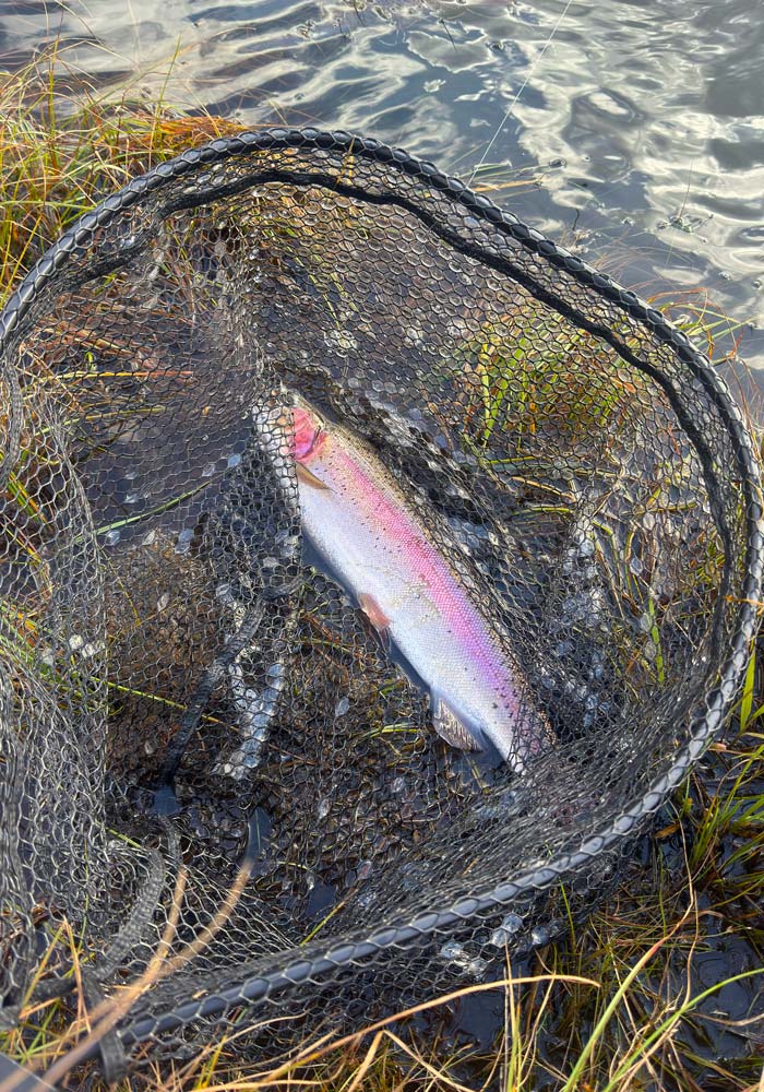 A guest rainbow trout in the landing net at the Lodge loch, Glen Dessary